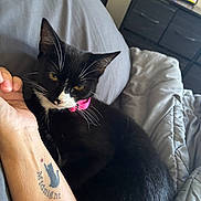 Shadow joined the competition — help win amazing prizes! cat, black_cat, white_markings, pink_collar, tattoo, cat_tattoo, bed, gray_bedspread, person_arm, indoor, pet, feline, resting, whiskers, close_up, domestic_animal, cozy, relaxing, animal_companion, sleepy
