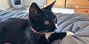 Shadow is registered to the contest to win money with this photo: cat, black_and_white, pet, indoor, blanket, fur, whiskers, collar, golden_eyes, relaxed, bedroom, boxes, plant, curious, side_view, domestic_cat, feline, cozy, resting, household