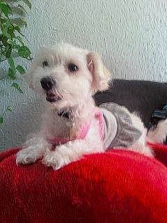 Licia is registered to the contest to win money with this photo: canidae, carnivore, companion_dog, dog, dog_breed, dog_supply, fawn, fur, maltepoo, non_sporting_group, paw, puppy_love, small_terrier, snout, sporting_group, terrier, toy, toy_dog