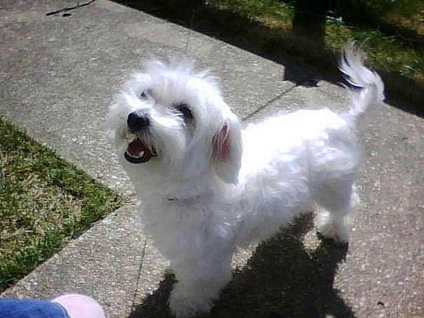 Licia is registered to the contest to win money with this photo: canidae, carnivore, cockapoo, companion_dog, dog, dog_breed, dog_collar, grass, maltepoo, plant, poodle, poodle_crossbreed, puppy, small_terrier, sporting_group, tail, terrier, toy_dog, water_dog, working_animal