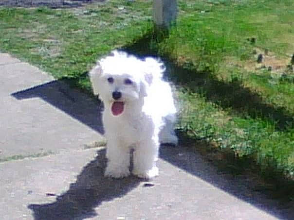 Licia joined the competition — help win amazing prizes! bichon, canidae, carnivore, companion_dog, dog, dog_breed, grass, groundcover, maltepoo, non_sporting_group, plant, poodle, poodle_crossbreed, puppy, road_surface, sporting_group, terrier, toy_dog, water_dog, working_animal