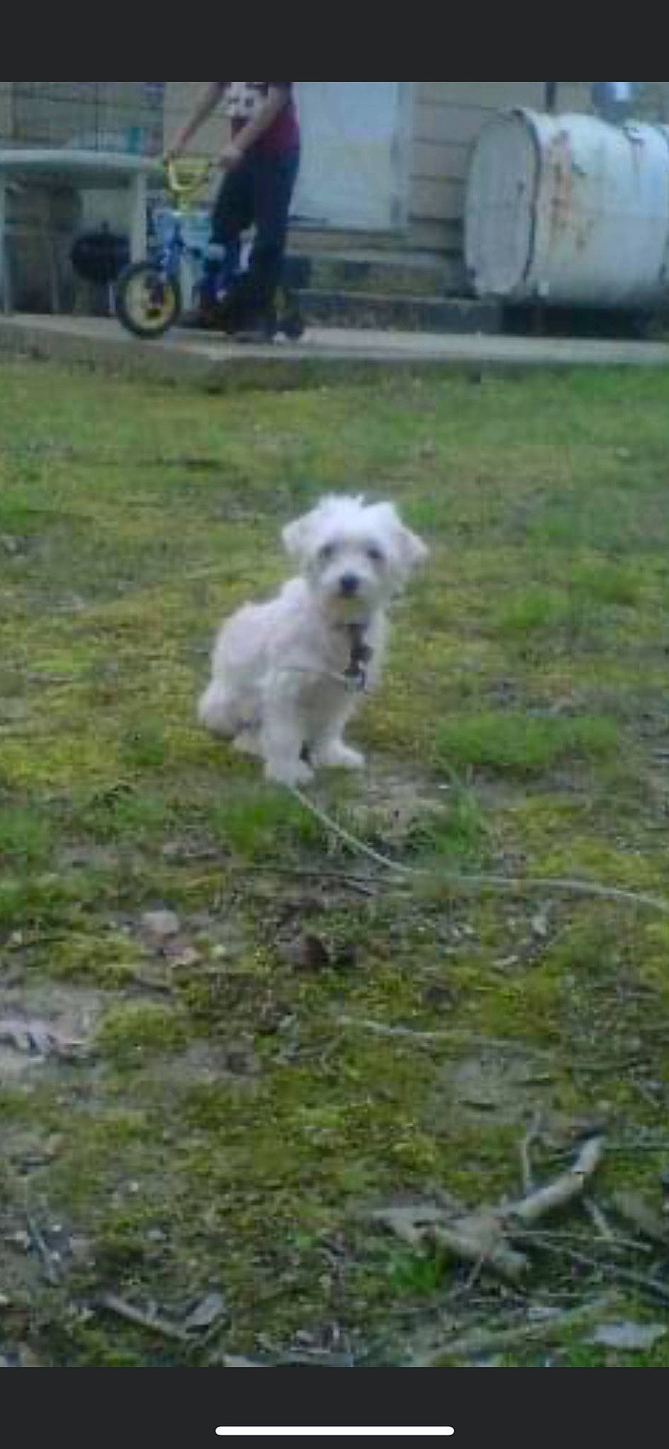 Licia is registered to the contest to win money with this photo: canidae, carnivore, chair, companion_dog, dog, dog_breed, grass, maltepoo, non_sporting_group, pasture, plant, small_terrier, sporting_group, tail, terrier, tire, toy_dog, tracking_trial, wheel, working_animal