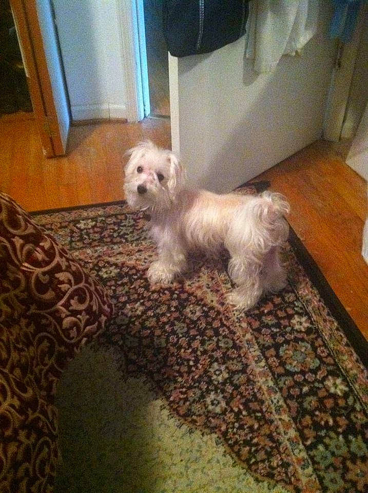 Licia joined the competition — help win amazing prizes! canidae, carnivore, companion_dog, dog, dog_breed, floor, flooring, fur, hardwood, maltepoo, puppy, room, small_terrier, sporting_group, tail, terrier, toy_dog, wood, working_animal, yorkipoo