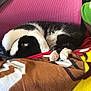 Nebula is registered to the contest to win money with this photo: animal, black_and_white, blanket, cat, colorful, comfort, cozy, cute, feline, fur, home, indoor, nap, paw, pet, pink_mesh, relaxing, resting, sleeping, soft
