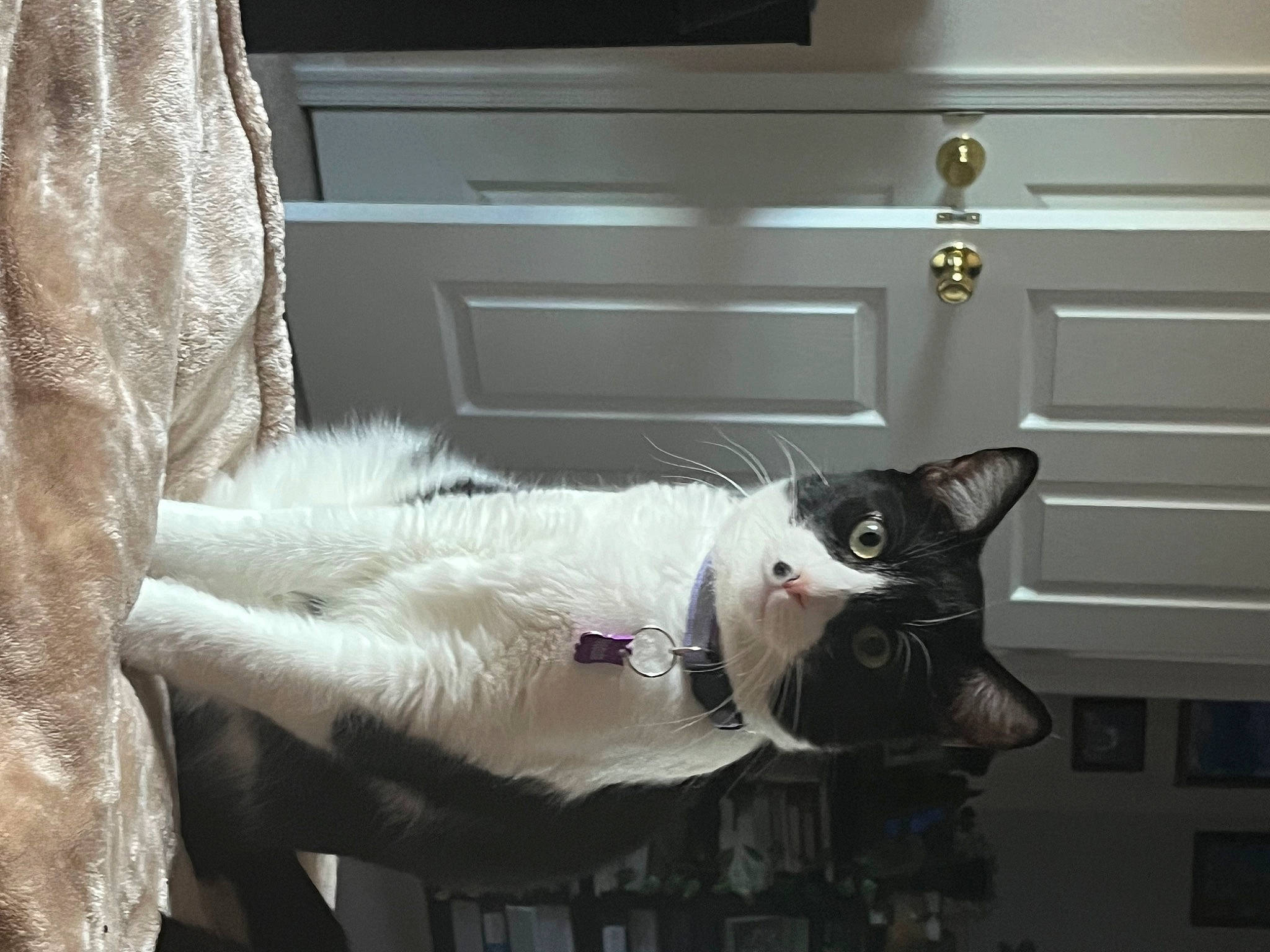 Nebula joined the competition — help win amazing prizes! cabinetry, carnivore, cat, chest_of_drawers, collar, comfort, domestic_short_haired_cat, door, drawer, felidae, flooring, fur, grey, room, small_to_medium_sized_cats, snout, tail, whiskers, window, wood