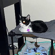 Nebula is registered to the contest to win money with this photo: animal, black_and_white, blanket, carpet, cat, collar, comfort, cozy, cute, domestic, feline, furniture, home, indoor, pet, pet_bed, relaxing, resting, table, tag