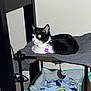animal, black_and_white, blanket, carpet, cat, collar, comfort, cozy, cute, domestic, feline, furniture, home, indoor, pet, pet_bed, relaxing, resting, table, tag