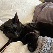 Midnight joined the competition — help win amazing prizes! animal, black_cat, blanket, comfort, cozy, curled_up, cute, domestic_cat, feline, fur, home, indoor, nap, paw, pet, quiet, relaxation, resting, sleeping, soft