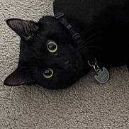 Midnight joined the competition — help win amazing prizes! cat, black_cat, pet, collar, tag, carpet, indoor, animal, feline, lying_down, close_up, whiskers, ears, eyes, fur, domestic_animal, cute, curious, resting, floor