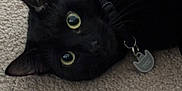 Midnight joined the competition — help win amazing prizes! cat, black_cat, pet, collar, tag, carpet, indoor, animal, feline, lying_down, close_up, whiskers, ears, eyes, fur, domestic_animal, cute, curious, resting, floor