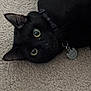cat, black_cat, pet, collar, tag, carpet, indoor, animal, feline, lying_down, close_up, whiskers, ears, eyes, fur, domestic_animal, cute, curious, resting, floor