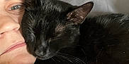 Midnight is registered to the contest to win money with this photo: animal, black_cat, blanket, cat, closeup, comfort, companion, cozy, face, feline, human, indoor, intimacy, person, pet, relaxation, resting, sleeping_cat, snuggling, soft_texture