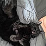 cat, black_cat, sleeping, curled_up, blanket, bed, cozy, fur, pet, animal, indoor, relaxing, paw, ears, whiskers, cute, resting, soft, napping, domestic_cat