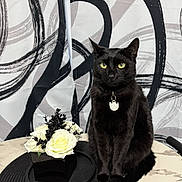 Midnight joined the competition — help win amazing prizes! black_cat, cat, yellow_eyes, flower_arrangement, table, abstract_background, black_and_white, portrait_mode, indoor, pet, animal, feline, sitting, collar, tag, plant, decor, modern_art, still_life, phone_screenshot