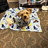 animal, blanket, carpet, cozy, curious, cute, dinosaur_pajamas, dog, domestic, floor, furry, indoor, looking_up, pet_bowl, playful, puppy, shelf, small_dog, snack_boxes, toy