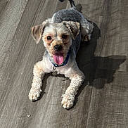 Enzo is registered to the contest to win money with this photo: dog, small_dog, tongue_out, pet, indoor, wooden_floor, shadow, playful, cute, fur, collar, animal, canine, happy, looking_up, front_paws, ears, companion, domestic, friendly