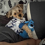 Enzo joined the competition — help win amazing prizes! bed, blanket, blue, brown, clothing, comfort, cute, dog, hoodie, human_arm, indoor, looking_up, pet, plush, puppy, relaxed, small_dog, stuffed_animal, tattoo, toy