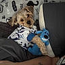 dog, puppy, toy, stuffed_animal, blanket, clothing, hoodie, blue, brown, cute, pet, indoor, bed, comfort, human_arm, tattoo, looking_up, small_dog, plush, relaxed