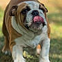 bulldog, dog, pet, animal, tongue_out, grass, outdoor, mammal, cute, walking, brown, white, short_hair, portrait, playful, friendly, closeup, nature, daylight, fur