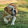 Odette participe au concours pour gagner de l'argent avec cette photo : bulldog, puppy, dog, grass, outdoor, animal, pet, walking, tongue_out, brown, white, fur, young, nature, closeup, portrait, cute, canine, playful, sunlight