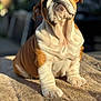 bulldog, puppy, dog, pet, animal, cute, fur, sitting, blanket, outdoor, sunlight, portrait, closeup, young, brown, white, wrinkles, face, paw, canine