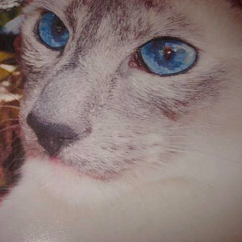 Delia joined the competition — help win amazing prizes! aegean_cat, carnivore, cat, close_up, colorpoint_shorthair, domestic_short_haired_cat, eye, face, felidae, head, iris, mammal, nose, ojos_azules, organ, siamese, small_to_medium_sized_cats, snout, thai, whiskers