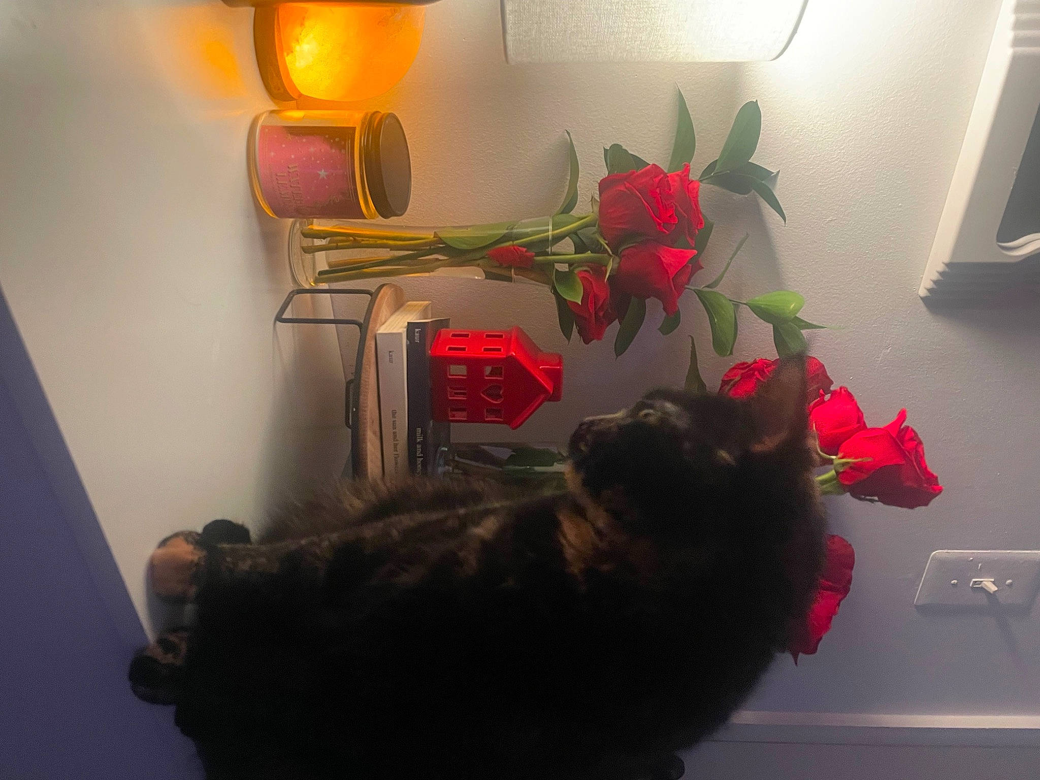 Kittie is registered to the contest to win money with this photo: carmine, carnivore, cat, dog_breed, domestic_short_haired_cat, felidae, flooring, flower, flowerpot, fur, houseplant, lamp, petal, picture_frame, plant, room, small_to_medium_sized_cats, tail, tints_and_shades, whiskers