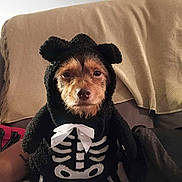 Gee joined the competition — help win amazing prizes! dog, puppy, pet, halloween, costume, skeleton_costume, bow, black_costume, animal, portrait, sitting, indoors, couch, blanket, home, cute, funny, brown_fur, floppy_ears, front_facing