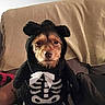 dog, puppy, pet, halloween, costume, skeleton_costume, bow, black_costume, animal, portrait, sitting, indoors, couch, blanket, home, cute, funny, brown_fur, floppy_ears, front_facing