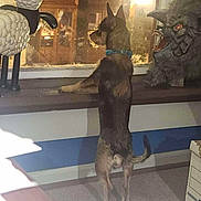 Gbaby joined the competition — help win amazing prizes! animal, canine, cat, chihuahua, coyote, dog, furniture, germanshepherd, indoors, interiordesign, lamp, pet, plant, policedog, pottedplant, puppy, sphere, tablelamp, window, windowsill
