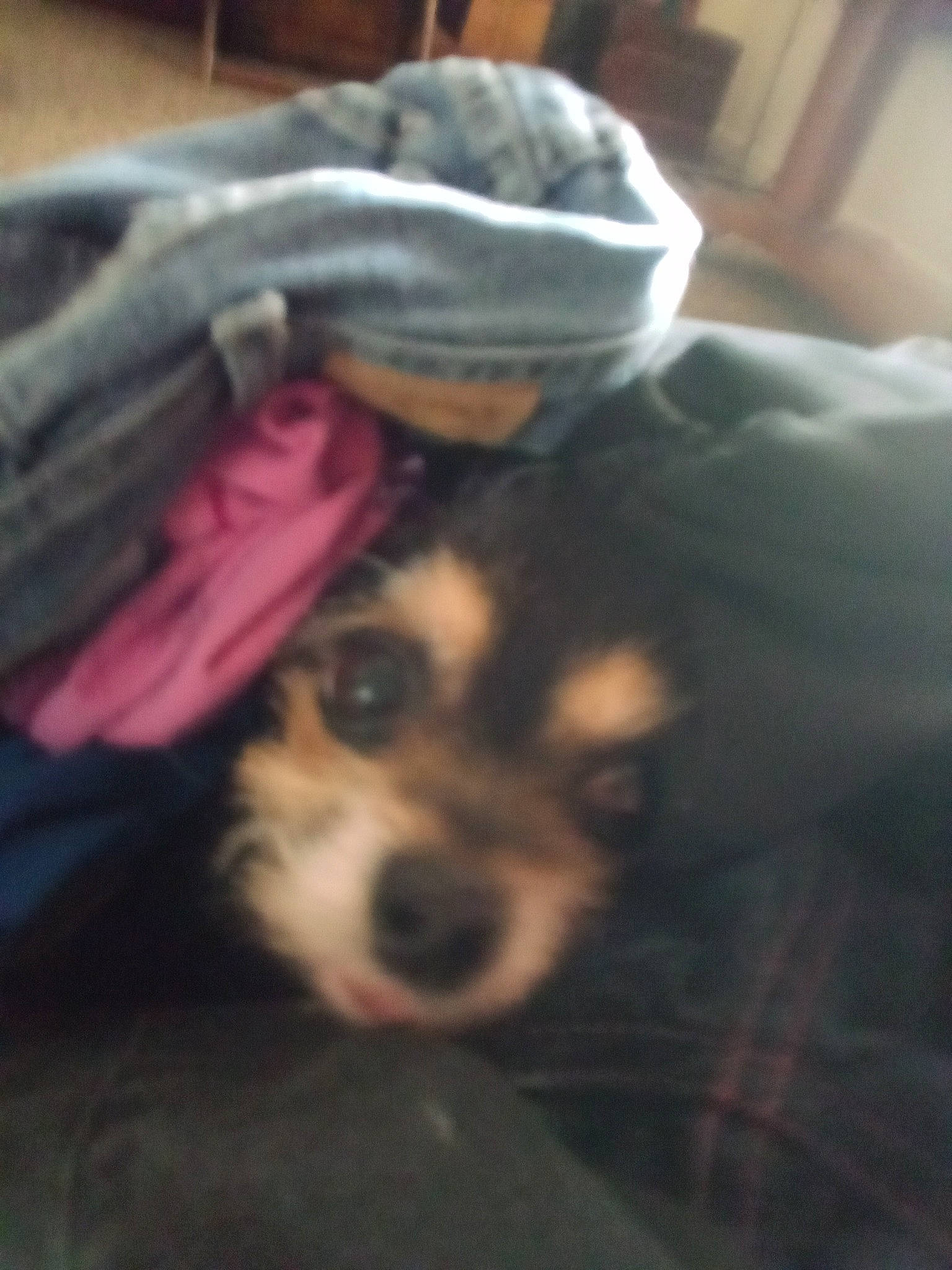 Gail is registered to the contest to win money with this photo: canidae, carnivore, comfort, companion_dog, dog, dog_breed, dog_supply, fawn, fur, linens, nap, non_sporting_group, personal_protective_equipment, puppy_love, small_terrier, snout, sporting_group, terrestrial_animal, toy_dog, whiskers