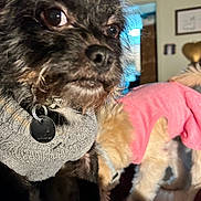 Bruno joined the competition — help win amazing prizes! animal, background, black_dog, canine, close_up, collar, companion, cute, dog, domestic_animal, fur, furry, gray_sweater, home_decor, house, indoor, pet, pink_outfit, small_dog, tag