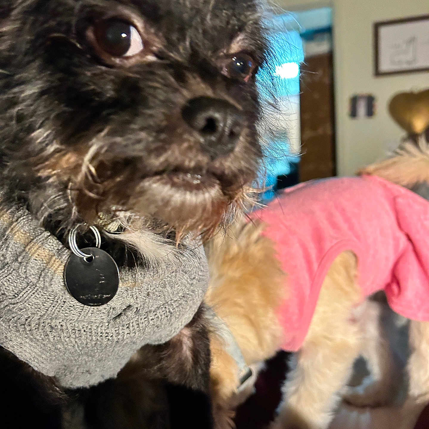Bruno joined the competition — help win amazing prizes! animal, background, black_dog, canine, close_up, collar, companion, cute, dog, domestic_animal, fur, furry, gray_sweater, home_decor, house, indoor, pet, pink_outfit, small_dog, tag