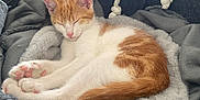 Saïko a rejoint le concours — aidez-le/la à gagner de superbes lots ! basket, blanket, cat, cozy, cute, domestic, ears, feline, fur, indoor, kitten, orange, paw, pet, relaxed, resting, sleeping, soft, tail, white