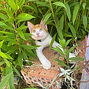 Saïko participe au concours pour gagner de l'argent avec cette photo : brick, bush, cat, collar, curious, cute, garden, greenery, kitten, nature, orange_and_white, outdoor, paw, pet, plants, resting, small_animal, sunlight, whiskers, young_cat