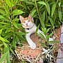 brick, bush, cat, collar, curious, cute, garden, greenery, kitten, nature, orange_and_white, outdoor, paw, pet, plants, resting, small_animal, sunlight, whiskers, young_cat