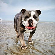 Miss participe au concours pour gagner de l'argent avec cette photo : dog, bulldog, beach, sand, wet_sand, water, sky, cloudy_sky, animal, pet, walk, outdoor, mammal, canine, tongue_out, happy, close_up, front_view, nature, landscape