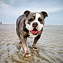 dog, bulldog, beach, sand, wet_sand, water, sky, cloudy_sky, animal, pet, walk, outdoor, mammal, canine, tongue_out, happy, close_up, front_view, nature, landscape
