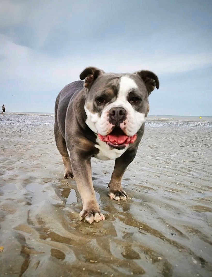 Miss participe au concours pour gagner de l'argent avec cette photo : dog, bulldog, beach, sand, wet_sand, water, sky, cloudy_sky, animal, pet, walk, outdoor, mammal, canine, tongue_out, happy, close_up, front_view, nature, landscape