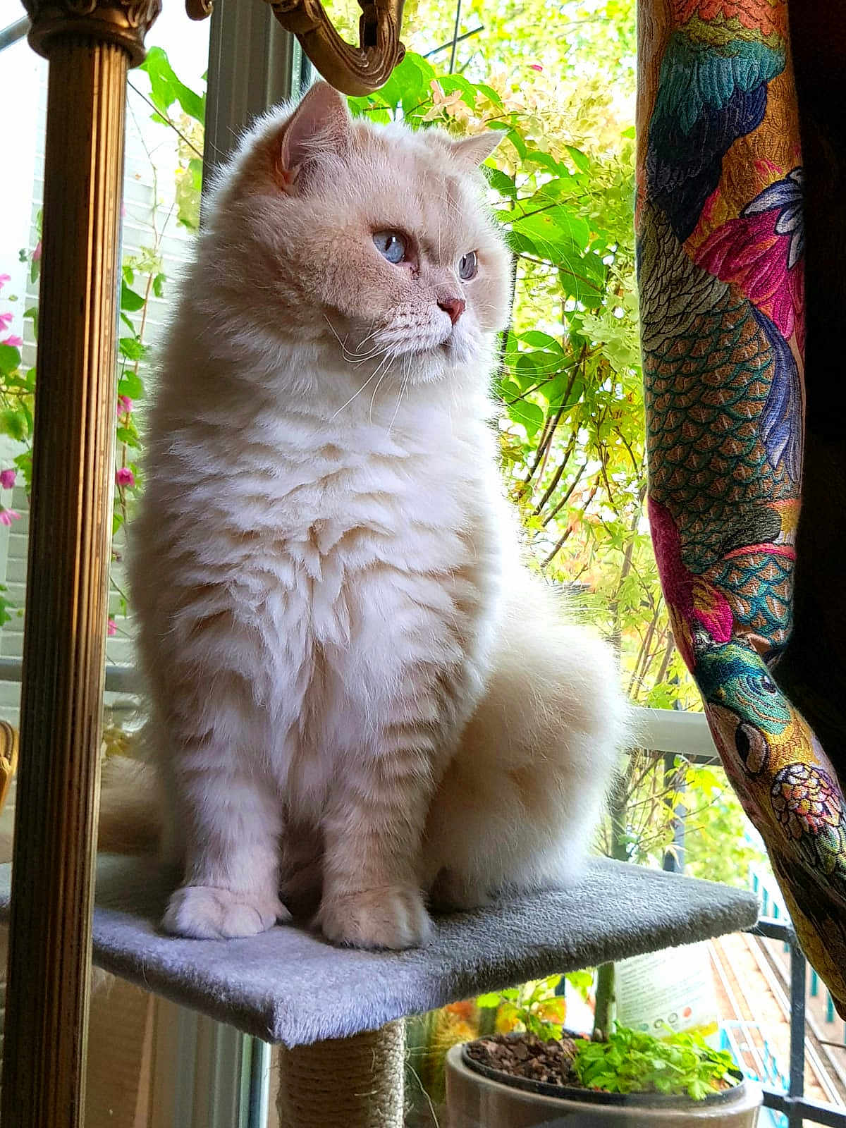 Kenzo a rejoint le concours — aidez-le/la à gagner de superbes lots ! cat, fluffy, blue_eyes, window, indoor, plant, curtain, perch, pet, feline, domestic_cat, cozy, natural_light, greenery, decor, sitting, side_view, calm, cute, houseplant