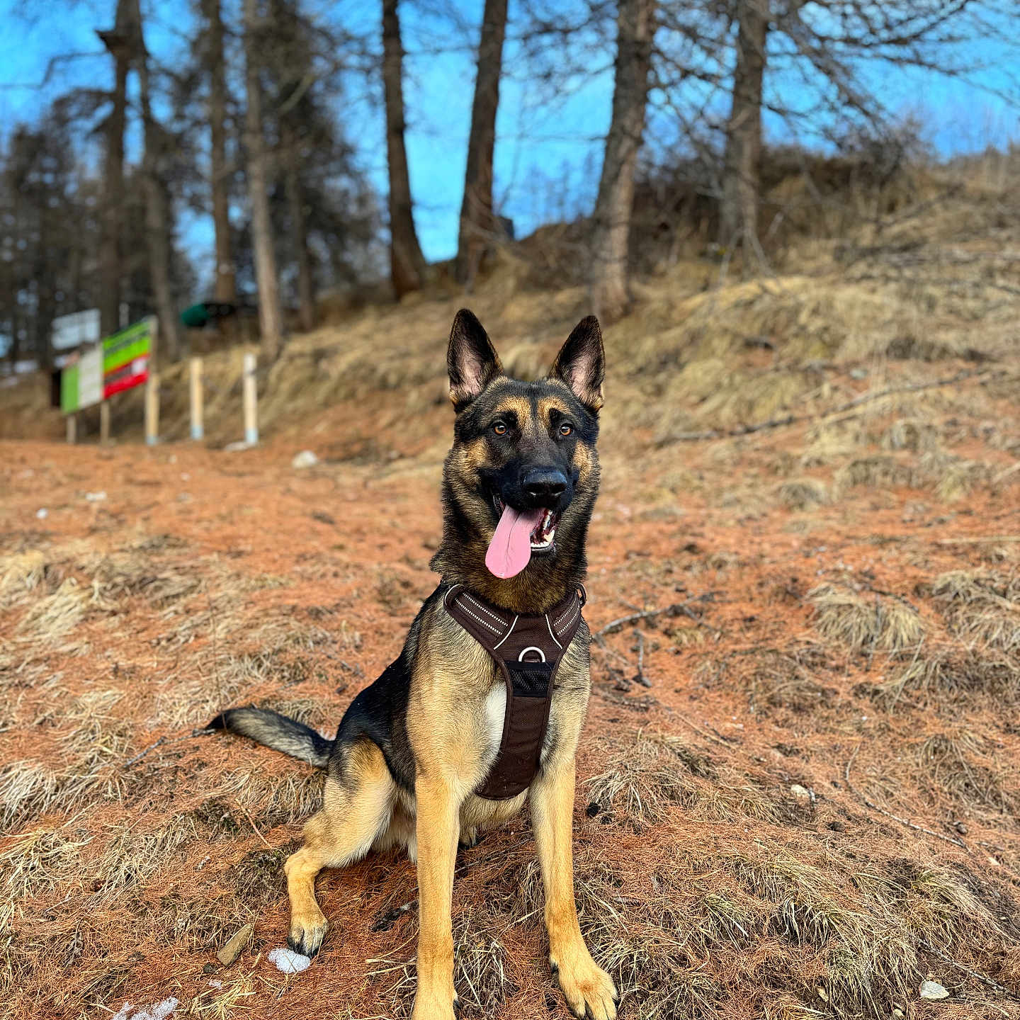 Ace participe au concours pour gagner de l'argent avec cette photo : animal, canine, dog, field, flag, germanshepherd, grass, grove, land, nature, outdoors, pet, plant, policedog, puppy, rock, soil, tree, vegetation, woodland
