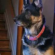 Fyre joined the competition — help win amazing prizes! accessories, animal, architecture, building, canine, collar, dog, germanshepherd, house, housing, leash, pet, policedog, puppy, snout, staircase