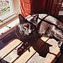 animal, black_cat, cat, curtain, daylight, domestic, floor, fur, home, indoor, natural_light, pet, quiet, relaxing, resting, shadow, sunlight, whiskers, window, wooden_surface