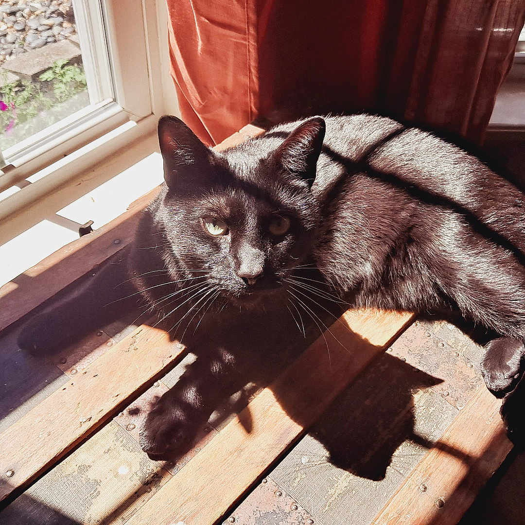 Nynjah joined the competition — help win amazing prizes! animal, black_cat, cat, curtain, daylight, domestic, floor, fur, home, indoor, natural_light, pet, quiet, relaxing, resting, shadow, sunlight, whiskers, window, wooden_surface