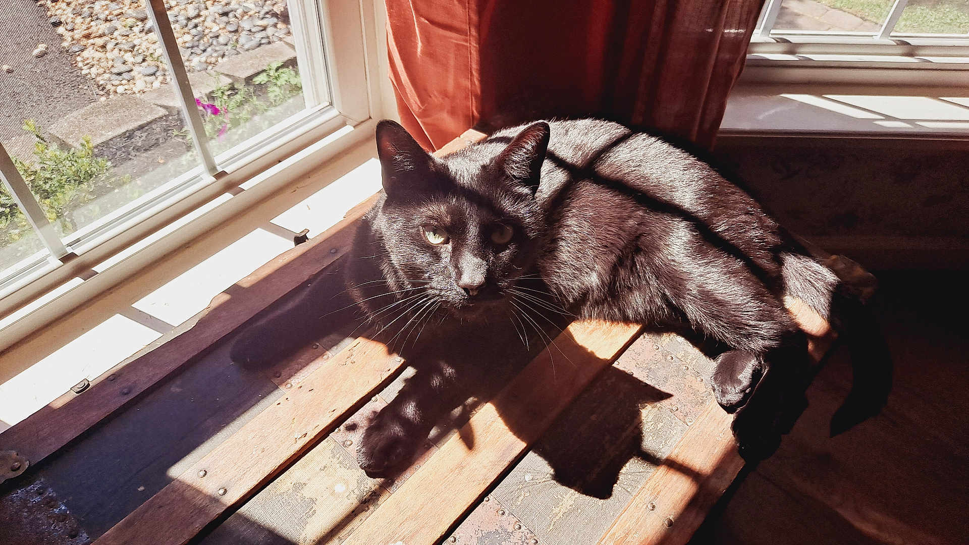 Nynjah joined the competition — help win amazing prizes! animal, black_cat, cat, curtain, daylight, domestic, floor, fur, home, indoor, natural_light, pet, quiet, relaxing, resting, shadow, sunlight, whiskers, window, wooden_surface