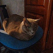 Doudou participe au concours pour gagner de l'argent avec cette photo : cat, gray_cat, cat_loaf, sitting, office_chair, indoor, low_light, wooden_cabinet, furniture, pet, whiskers, yellow_eyes, cozy, furry, gaze, seat, portrait, domestic, floor, relaxed