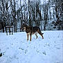 Kira a rejoint le concours — aidez-le/la à gagner de superbes lots ! animal, canine, cold, daylight, dog, ears, forest, fur, german_shepherd, grass, landscape, muzzle, nature, outdoor, park, season, snow, standing, trees, winter