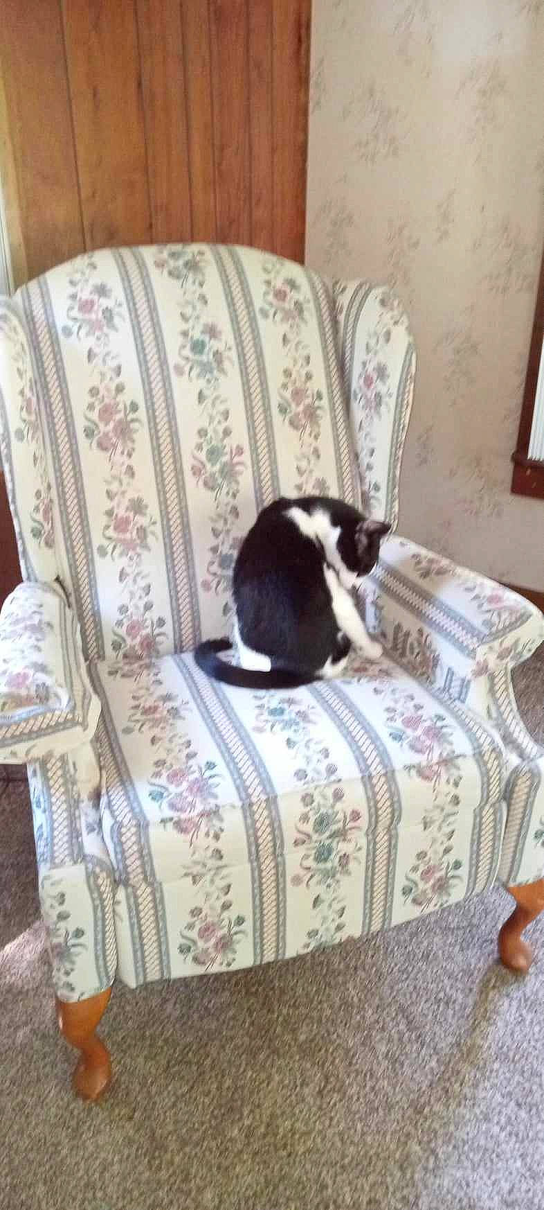 Lil Moo Moo joined the competition — help win amazing prizes! bed_sheet, bedding, carnivore, cat, comfort, felidae, floor, flooring, hardwood, linens, picture_frame, plant, room, small_to_medium_sized_cats, tail, terrestrial_animal, textile, whiskers, window, wood