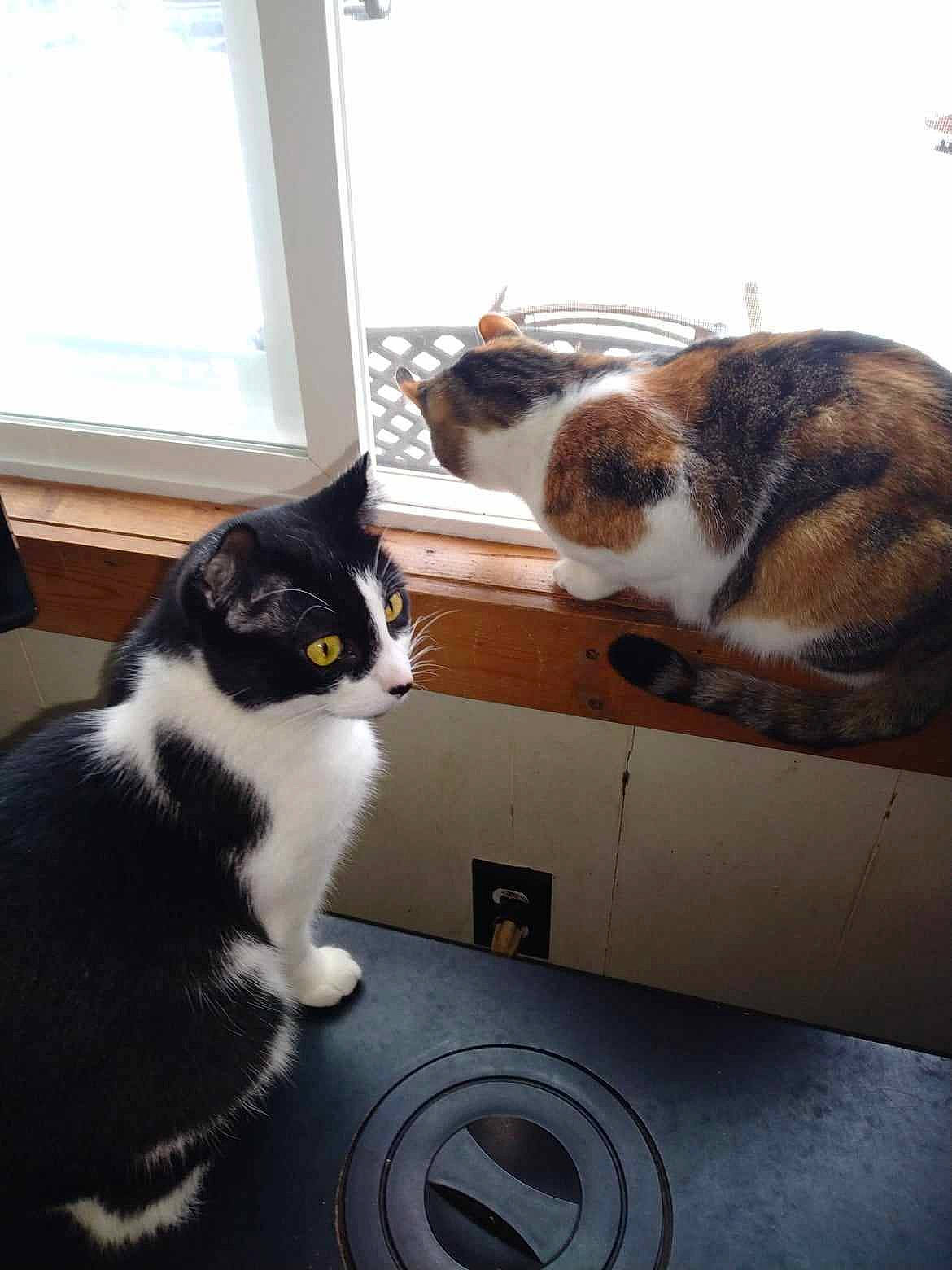 Lil Moo Moo is registered to the contest to win money with this photo: automotive_tire, carnivore, cat, comfort, domestic_short_haired_cat, felidae, flooring, fur, room, small_to_medium_sized_cats, snapshot, tail, textile, whiskers, window, wood