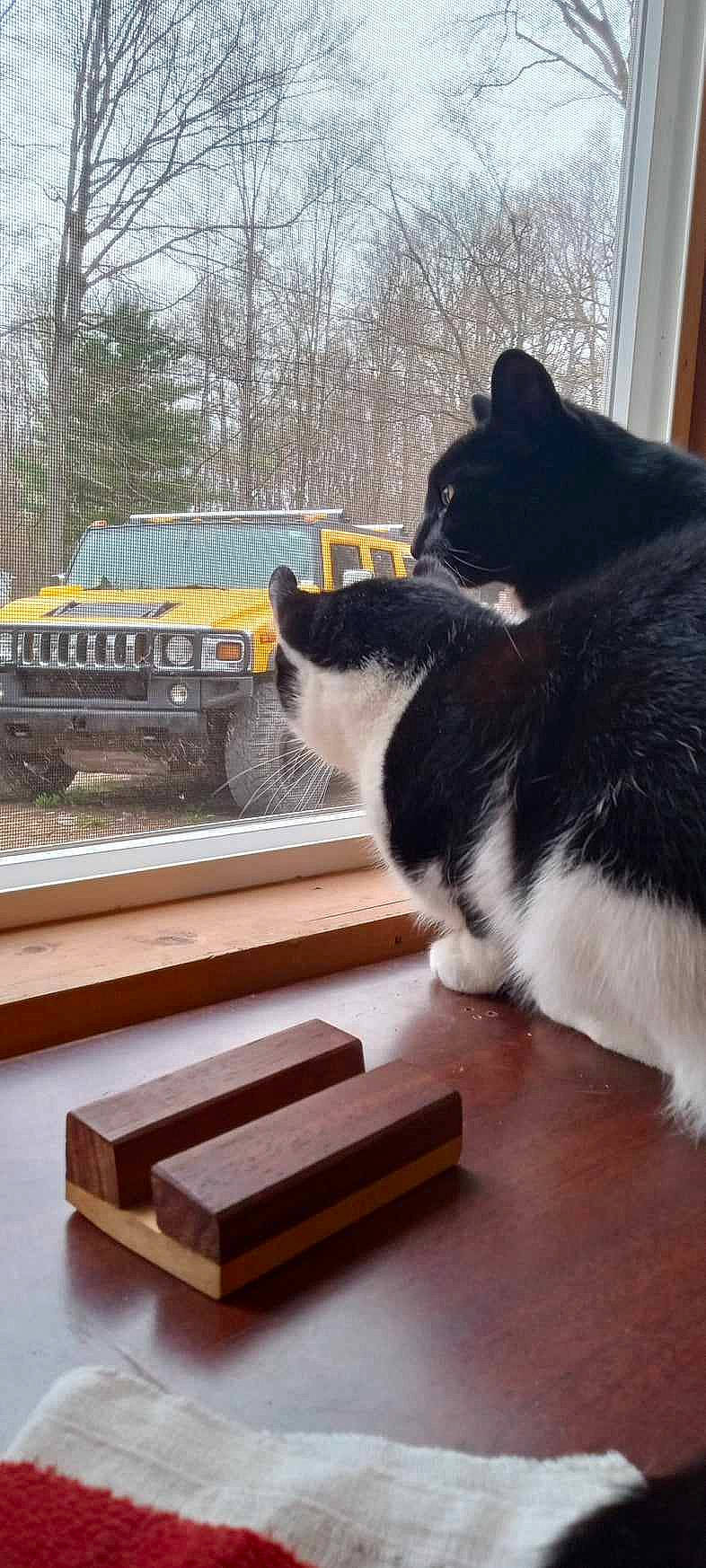 Lil Moo Moo joined the competition — help win amazing prizes! automotive_lighting, automotive_parking_light, automotive_tire, carnivore, cat, felidae, fender, grille, hood, motor_vehicle, small_to_medium_sized_cats, tire, tree, vehicle, vehicle_door, vehicle_registration_plate, wheel, whiskers, window, wood